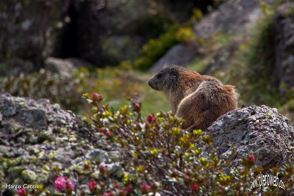 44_Marmotta in posa.jpg